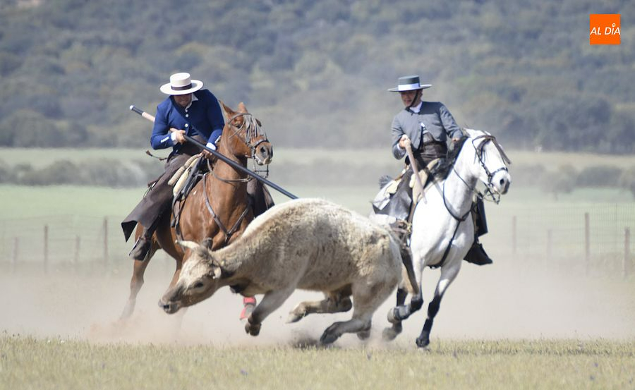 Antonio García y Óscar Cavada se proclaman campeones regionales de Faenas y Doma de Campo