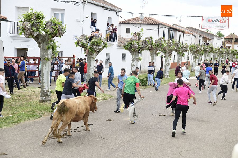 Águeda se despide de sus fiestas con otra exitosa jornada taurina