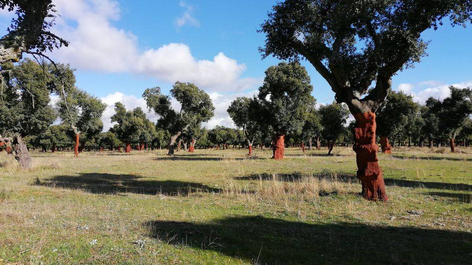Árboles centenarios que invitan a descubrir el patrimonio natural de la provincia