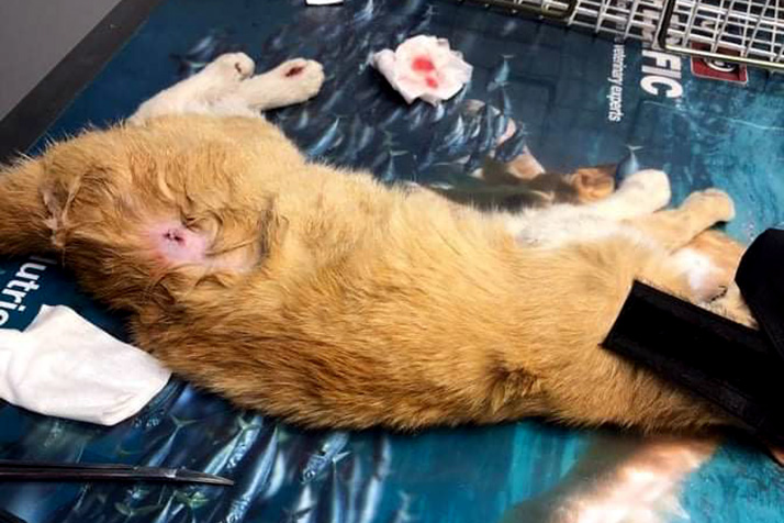 Denunciado un ataque con disparos de balines a un gato, mientras que otro queda inválido por una agresión similar