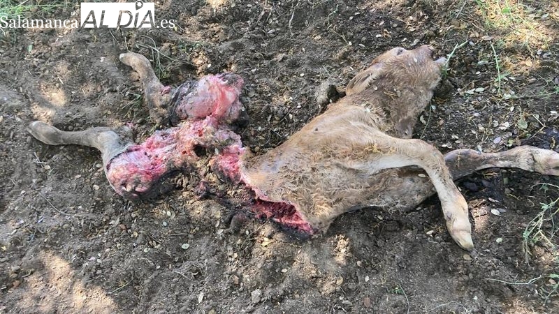 El lobo mata un ternero en una finca de Sardón de los Frailes