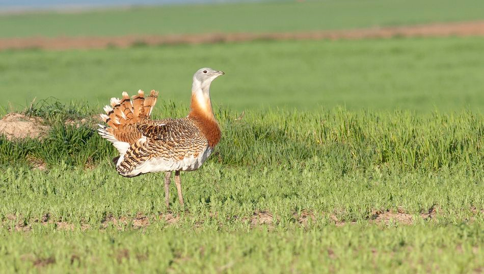 La Junta analiza la situación de las aves esteparias como la avutarda o el aguilucho