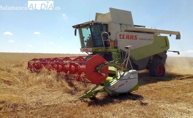 La cosecha de cereal será mala y no va a cubrir los elevadísimos costes de producción