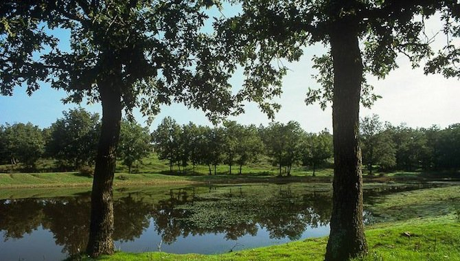 Los bosques de roble rebollo más extensos de España están en la provincia salmantina 
