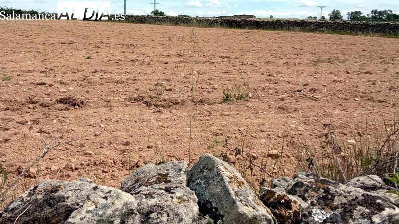 Bautista insiste en pedir ayudas para paliar la pertinaz sequía en el campo salmantino