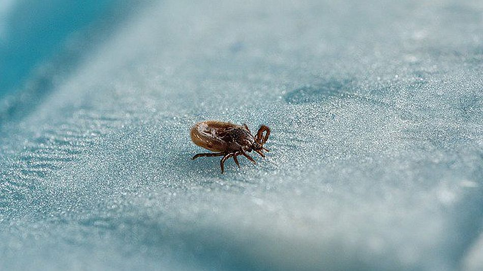 Las hospitalizaciones por garrapatas se multiplican por tres en España en los últimos 15 años