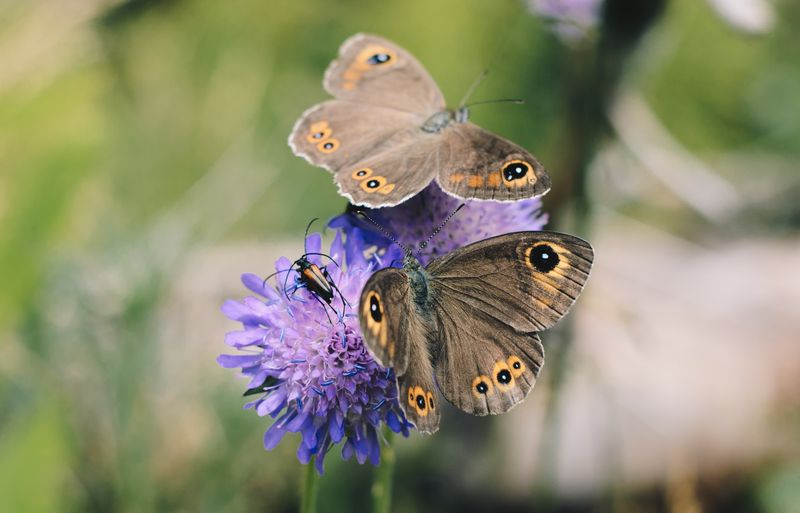 La utilidad de los oasis de mariposas instalados en parques salmantinos 