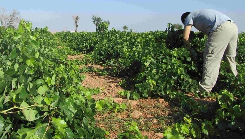 Ayuntamientos de la provincia salmantina podrán contratar a 270 temporeros agrarios