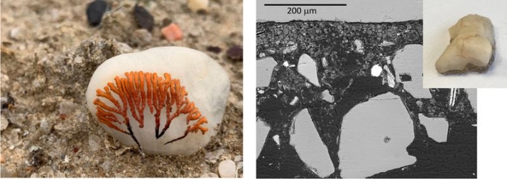 Un investigador del IRNASA-CSIC participa en el descubrimiento de un nuevo hábitat de los líquenes