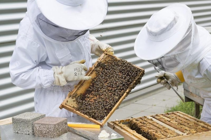 ASAJA Salamanca alerta de la alta mortandad de abejas por la verroa