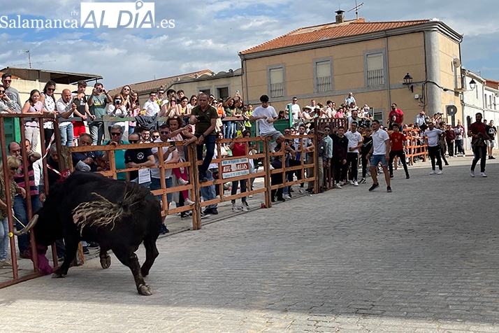 Miles de personas viven la vuelta a las calles del Toro de San Isidro a Cantalpino