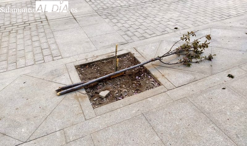 Vandalismo en la calle Ancha, cerca de La Purísima