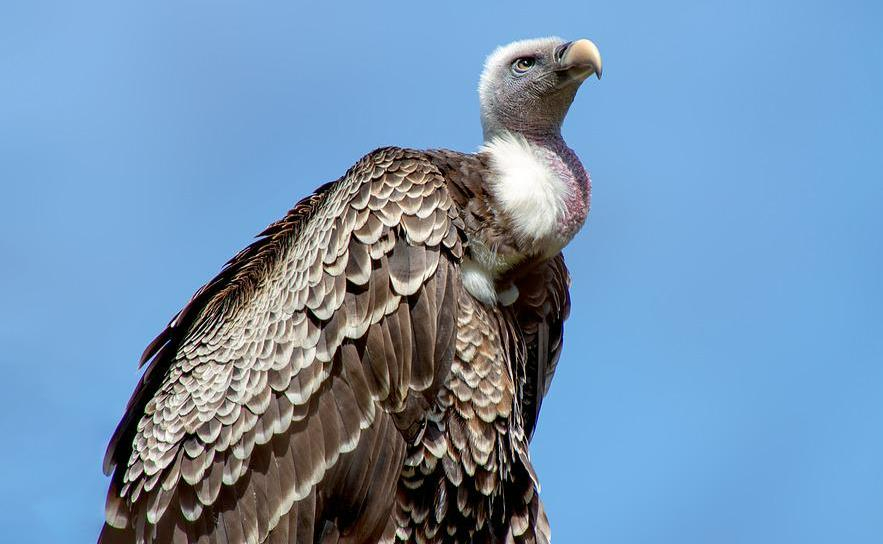 Los buitres acaban con la vida de una vaca y un ternero en Martín de Yeltes