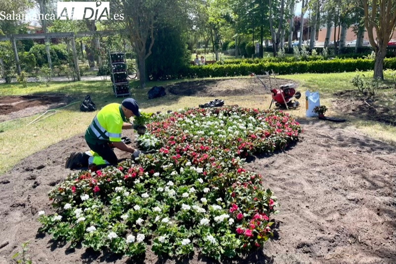 El Ayuntamiento comienza la plantación de flores de temporada, con emotivos guiños solidarios