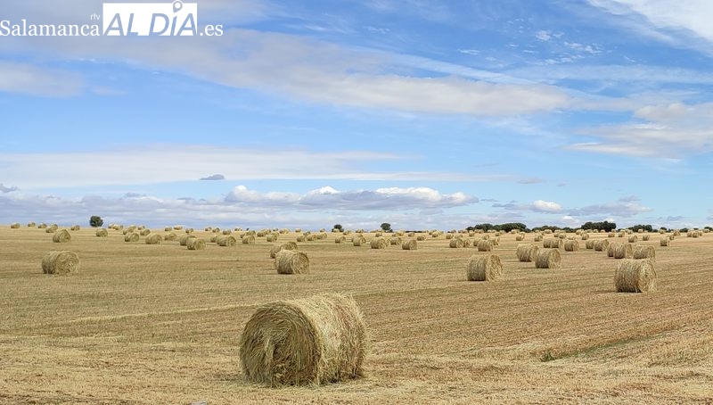 La entrada de la nueva cosecha deja sin cotizar la mayoría de las categorías de cereal