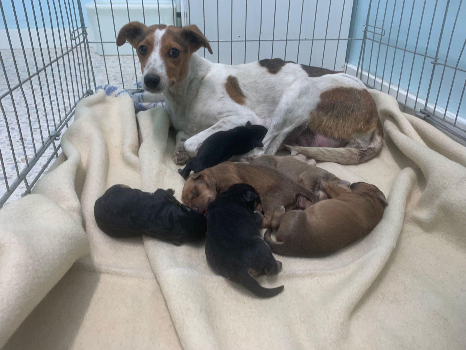 Recogida la perra  que llevaba abandonada tres meses por las calles de la ciudad junto a sus seis crías