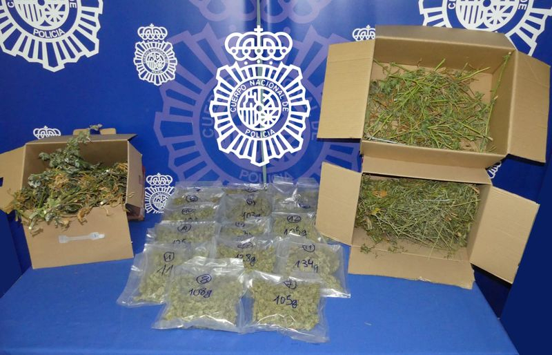 Encuentran una plantación de marihuana en un piso de Salamanca capital