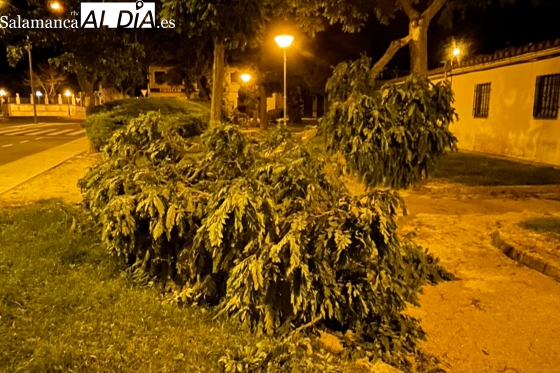 El fuerte viento se deja sentir en las zonas verdes de la ciudad, dejando a su paso un rastro de ramas  caídas y arrancadas