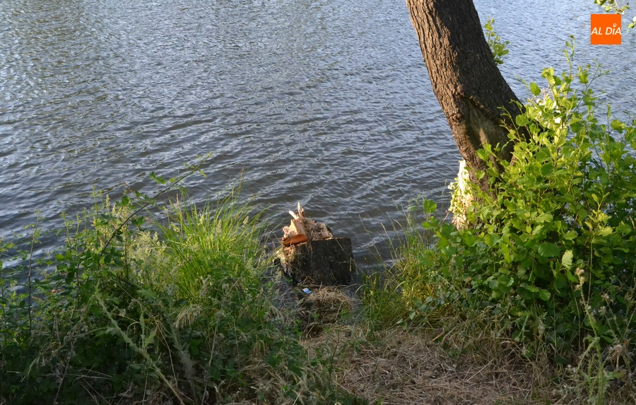 Talado el emblemático árbol de la cuerda de La Pesquera