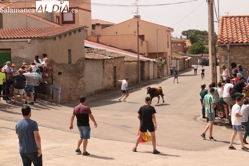 Entretenido encierro con vacas de Rollanejo en El Cubo de Don Sancho