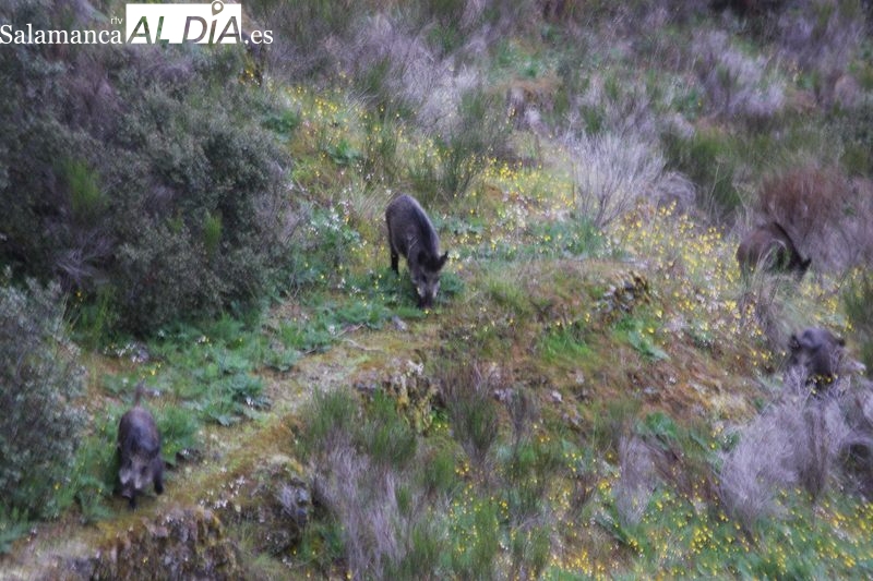 ASAJA Salamanca pide protocolos claros en la lucha contra la tuberculosis bovina