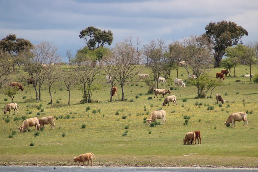 Fuerte bajada del precio de la cebada en su regreso a la tablilla de cotización