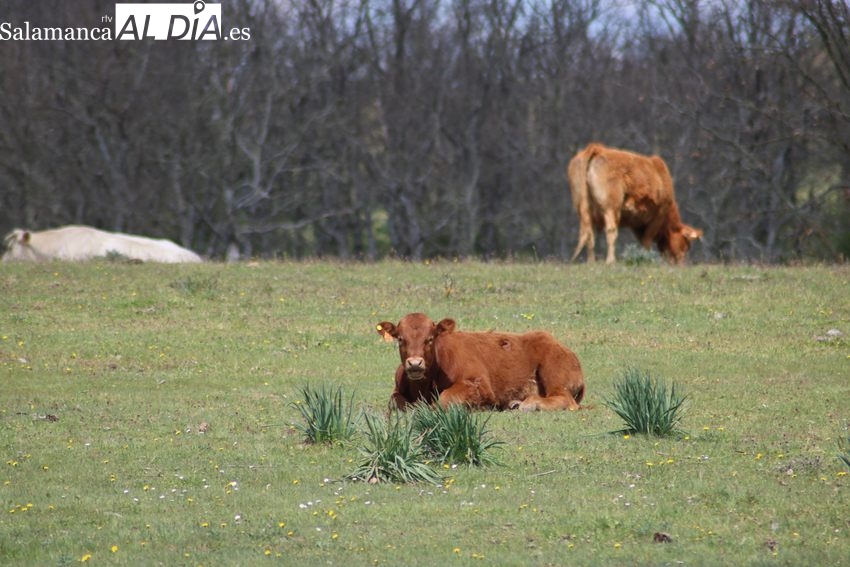 El trigo deja de cotizar ante la falta de acuerdo para darle un precio de salida en la nueva campaña 