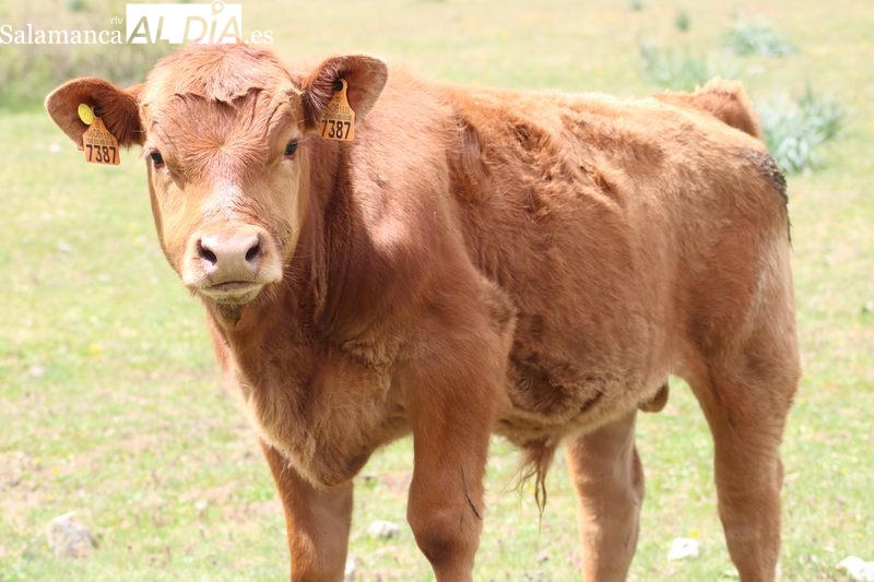 La ’19 de Abril’ considera desafortunadas las críticas de los veterinarios a las declaraciones del nuevo consejero de Agricultura