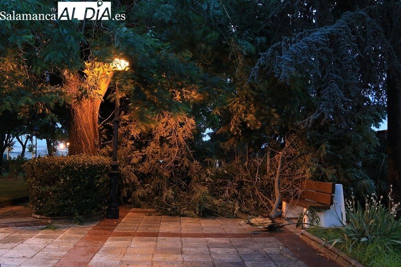 Los estragos de la tormenta: Varios árboles caídos en el Espolón