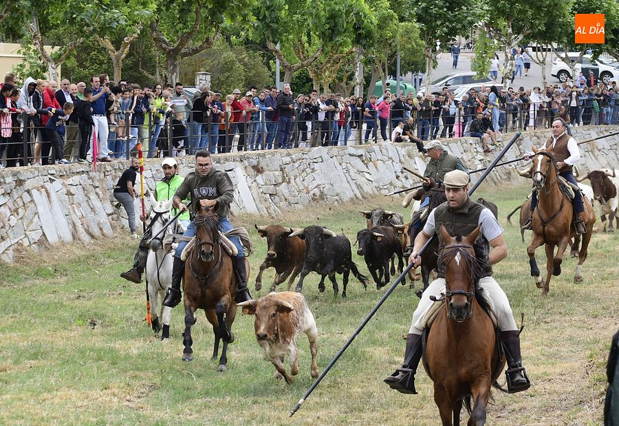 Segundo espectáculo a caballo a modo de encierro en el Corpus de Sancti Espíritus