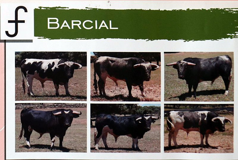 Este es el ganado que saltará a las calles y la plaza de toros de Vitigudino estos Corpus