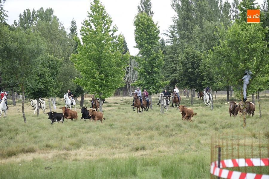 Entretenido pero fallido encierro a caballo en Navasfrías