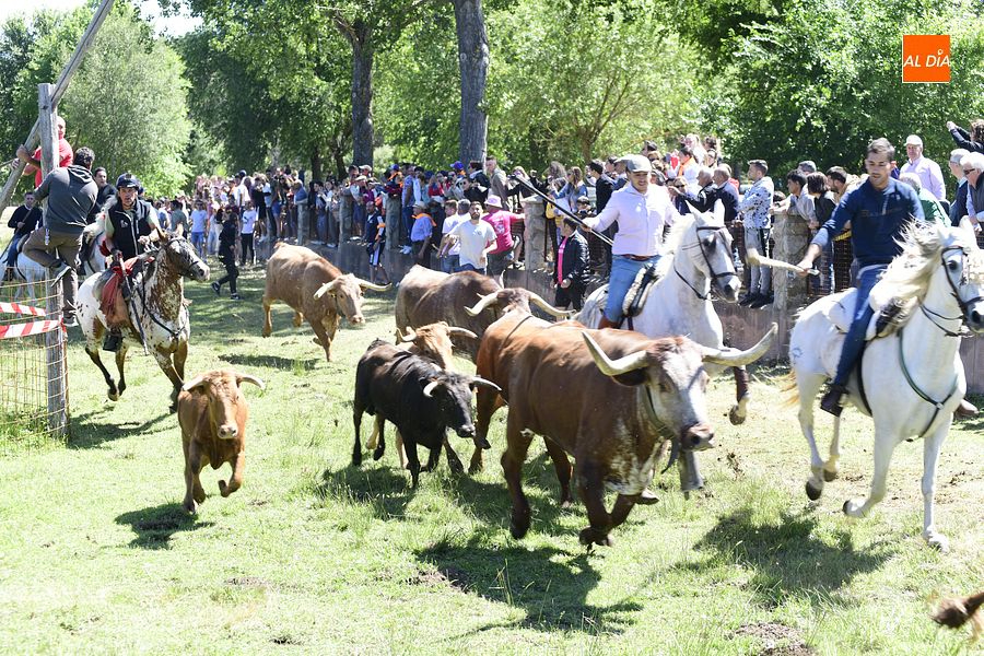 Éxito en el segundo encierro a caballo de Navasfrías
