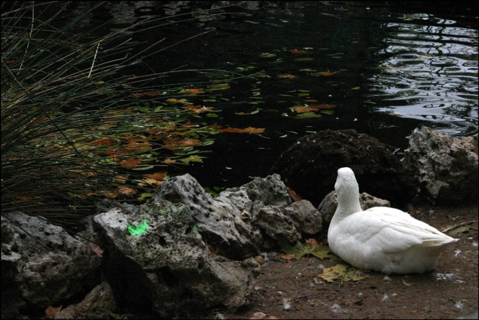 El motivo por el que este martes se vaciará el estanque de La Alamedilla