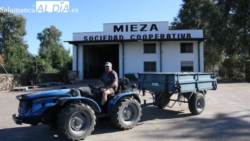 La cosecha de cereza en Mieza se queda en una sexta parte por los hielos de abril