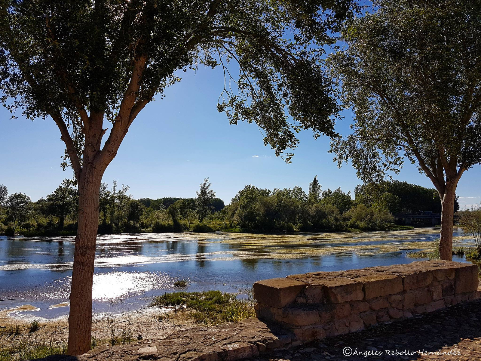 Huerta se une este sábado al Proyecto Arbolar citando a sus vecinos y visitantes a una gran plantación de arboles 