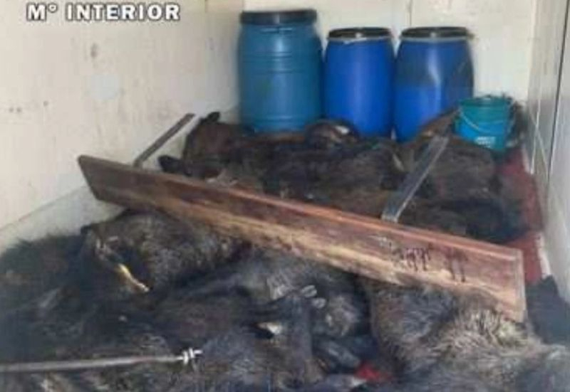 El PACMA recurre el archivo del caso de los cadáveres de jabalíes hallados en una furgoneta en Valladolid