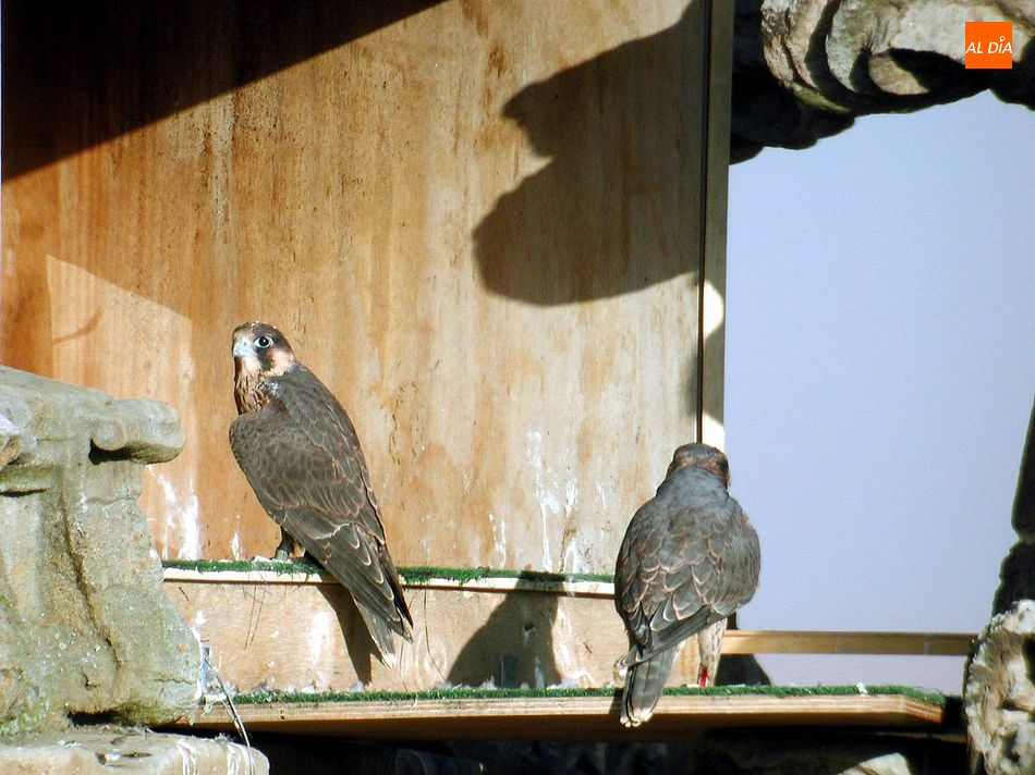 El proyecto LIFE Vía de la Plata acercará la ornitología a los más pequeños