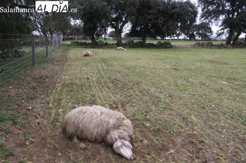 Un nuevo ataque de lobo deja en Sardón de los Frailes tres ovejas muertas  