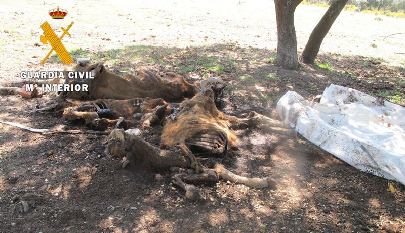 La finca del terror en Doñinos de Ledesma con varios animales muertos y 30 en extrema delgadez