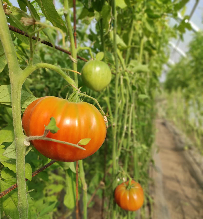 San Martín del Castañar última los detalles del próximo Ecomercado