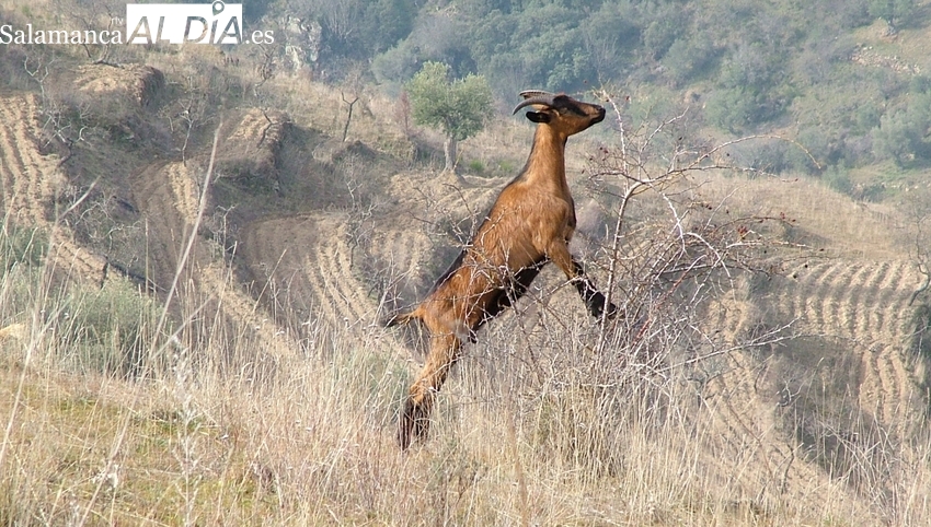 La plataforma de La Revuelta de la España Vaciada muestra su apoyo a los afectados por los incendios