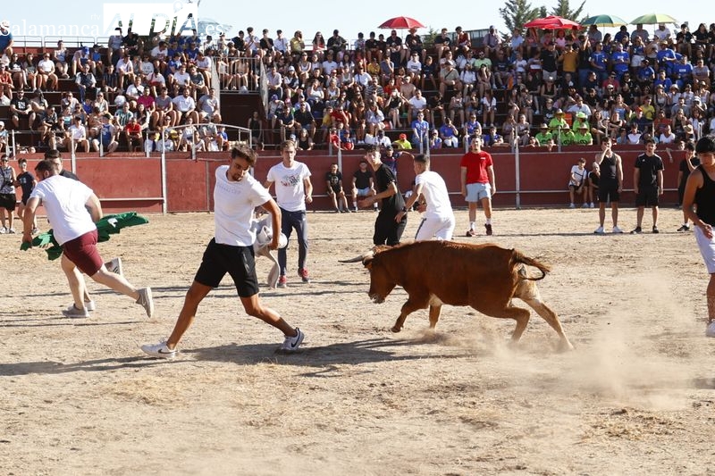 Lleno hasta la bandera en la plaza de toros de Santa Marta para disfrutar con otra capea popular