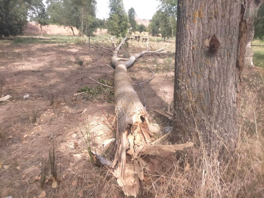 Se parte por la mitad un árbol de grandes dimensiones en la Alameda de la Moretona