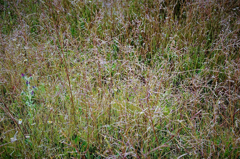 Al amor de la lumbre