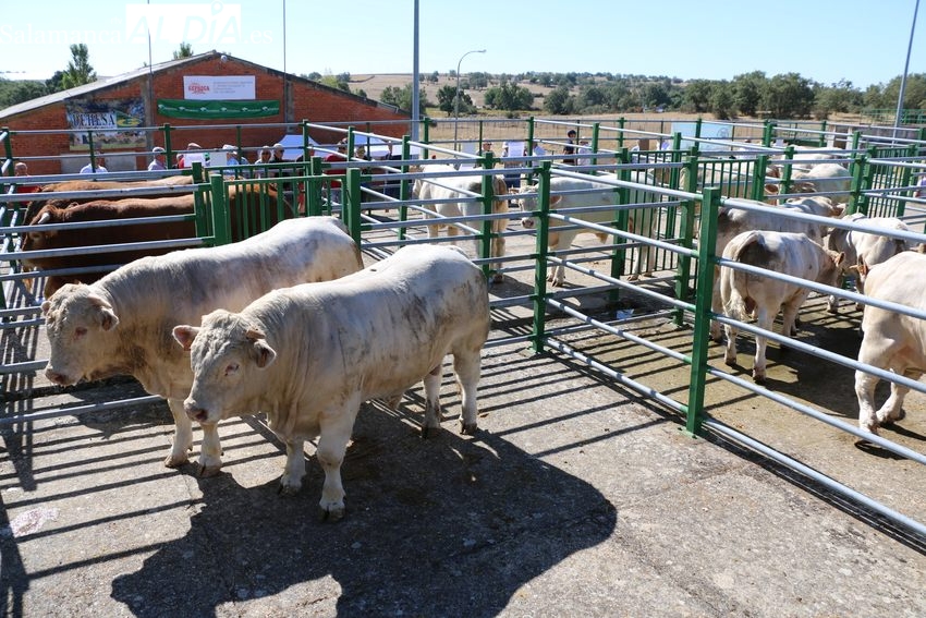 El Ayuntamiento de Vitigudino traslada a mediados de octubre la feria ganadera del 16 de agosto