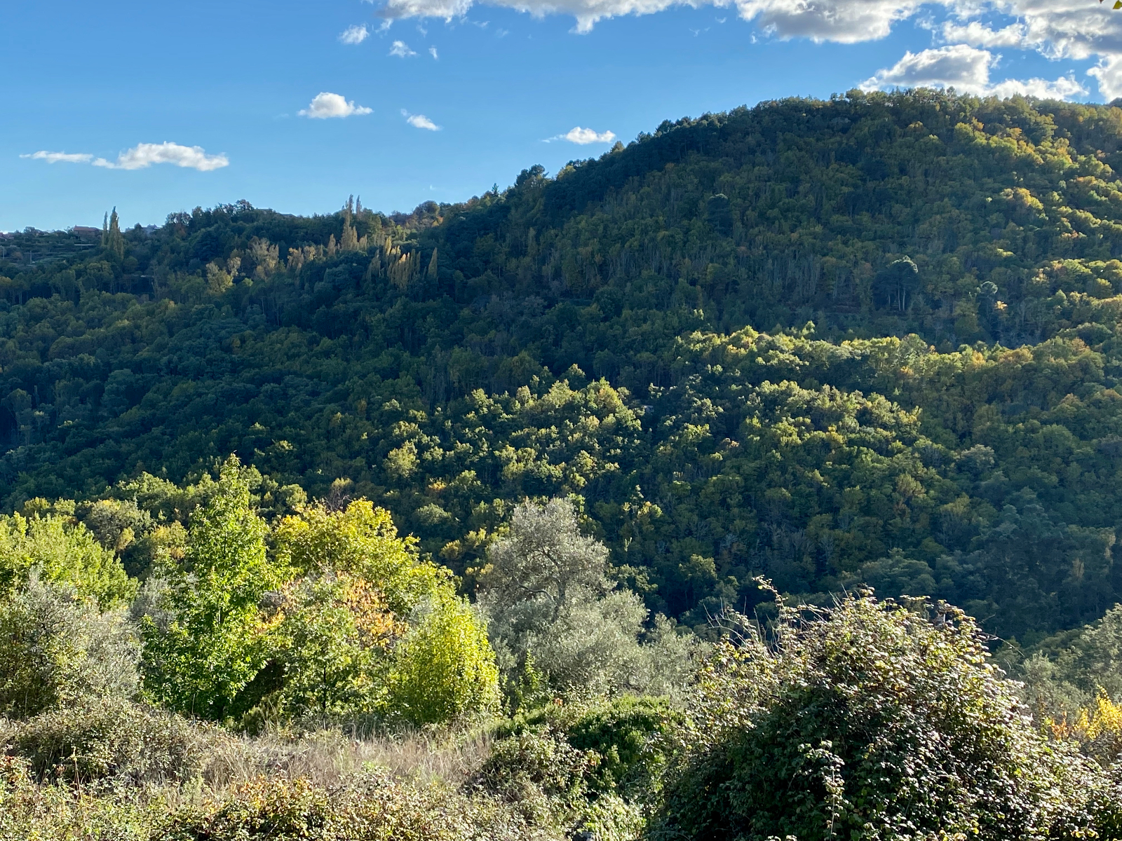 Cuando un bosque se quema...