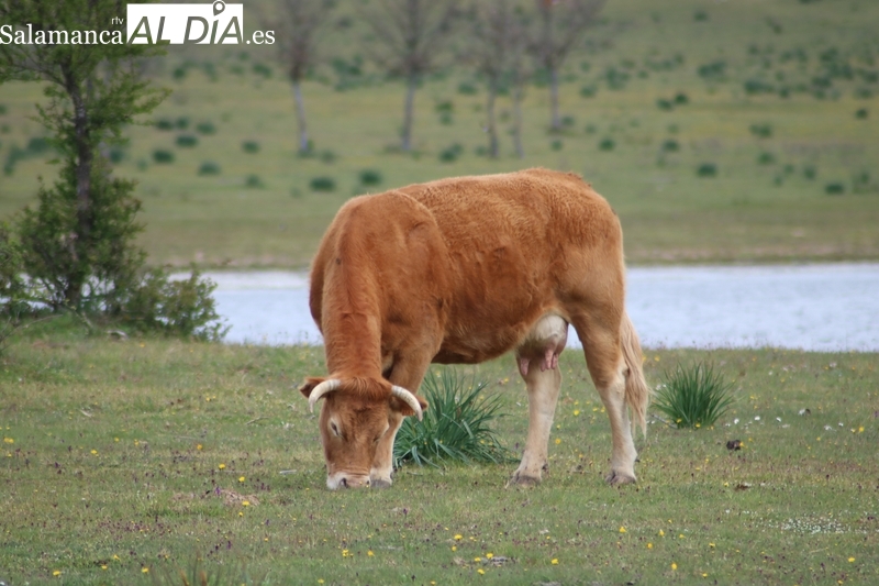 Fuerte descenso en las cotizaciones del cereal