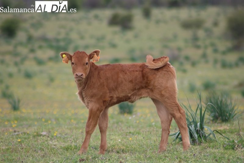 Se mantiene la tendencia a la baja del precio del cereal con la cebada y el maíz a menos