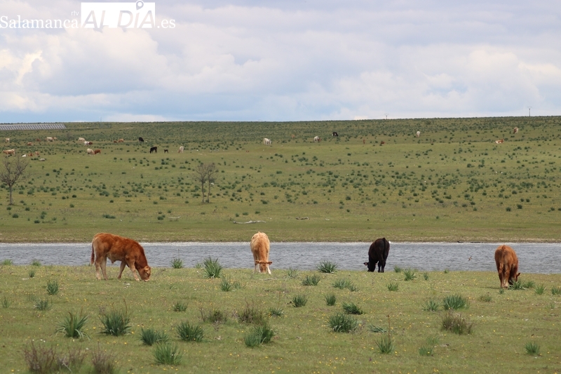 Nueva bajada del precio del maíz y subida en el porcino blanco